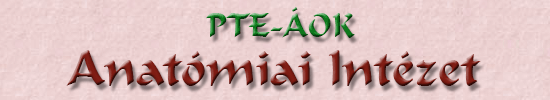 PTE-ÁOK Anatómia